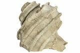 Miocene Gastropod (Ecphora) Fossil - Maryland #189509-1